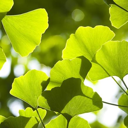 Natural active Ginkgo Biloba